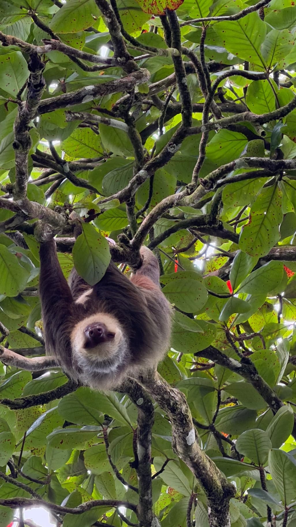 Gallery image bradipo