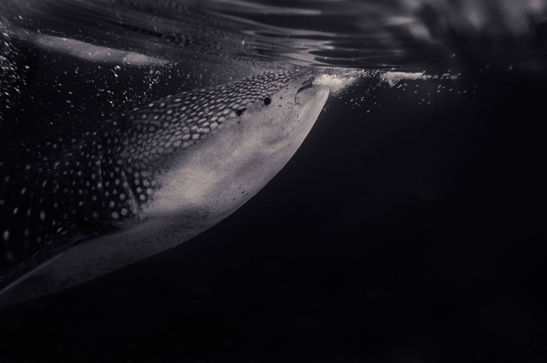 Gallery image squalo balena