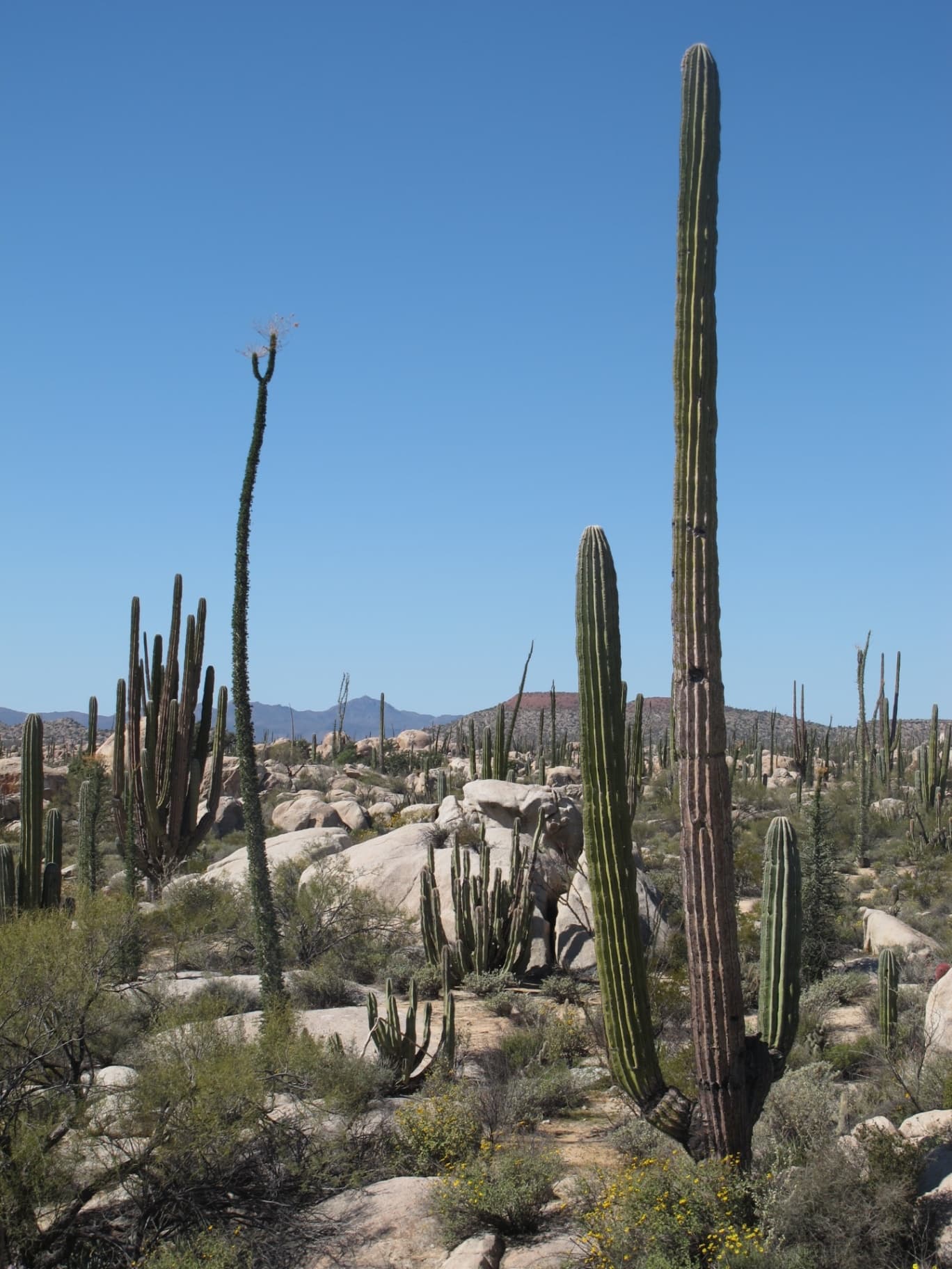 Gallery image baja california